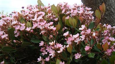 زالزالک گل هندی